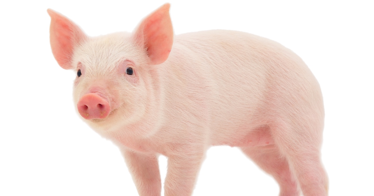 A video guideline to daily pig observations and nursery pig care